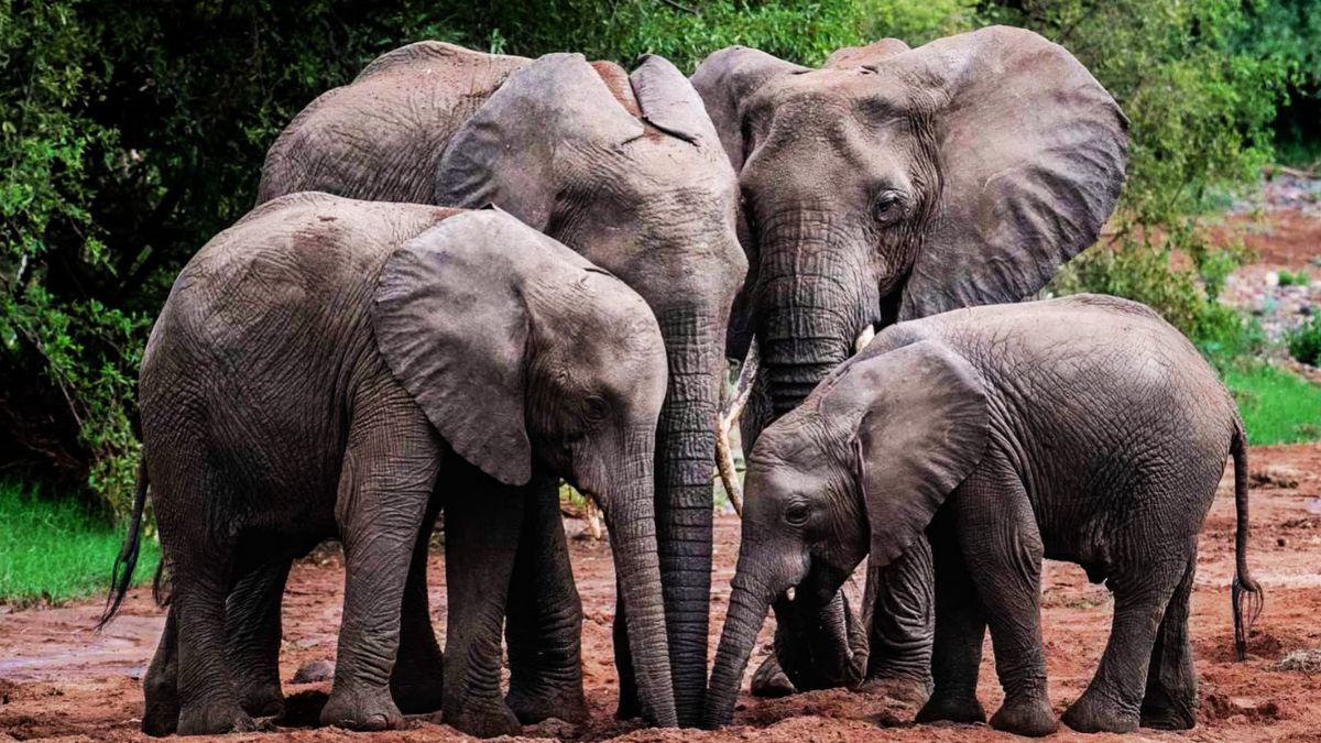 Indian Legislation & Rules Related To The Protection Of Biodiversity