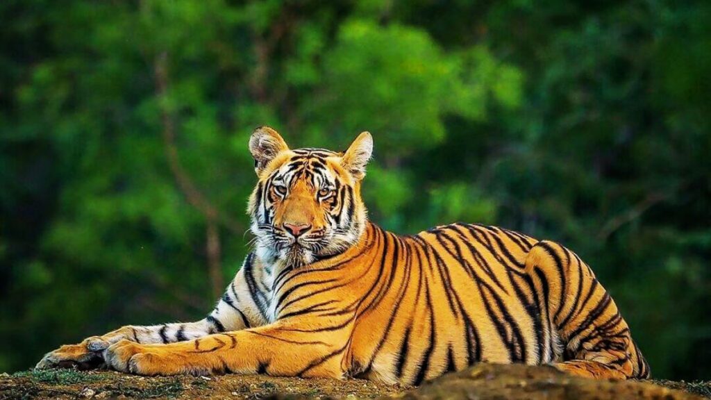 Important Wildlife Conservation Projects In India